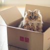 Коробка для дикой кошки - должно получиться!