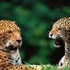 Сочи. Рождение редчайших леопардов