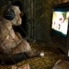 Шимпанзе и телевидение.