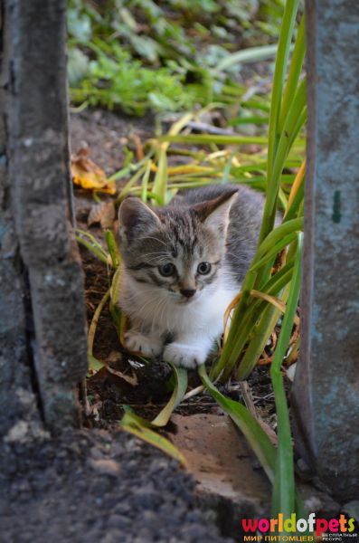 Котенок во дворе