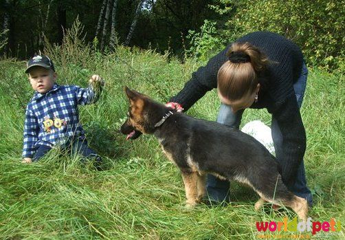 Коля всегда помогает нашему хендлеру Танечке привлекать внимание щенка при постановке щенка в стойку