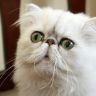Персидский кот, серебристый затушеванный