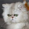 Персидская кошка, серебристая затушеванная