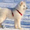 Породы собак. Американская эскимосская лайка
