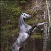 Породы лошадей - Англо-кабардинская лошадь.