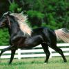 Породы лошадей - Андалузская